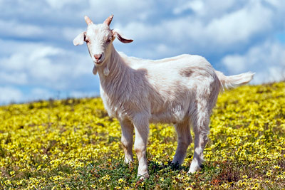 cabra