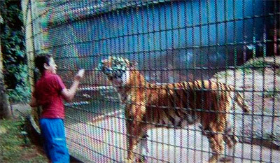 tigre-zoo
