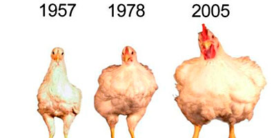 pollos