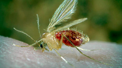 mosquito