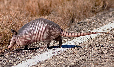 armadillo