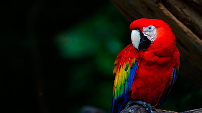 loro