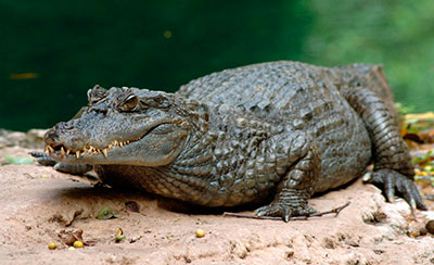 caiman