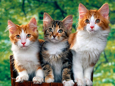 gatos