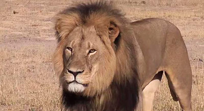 cecil