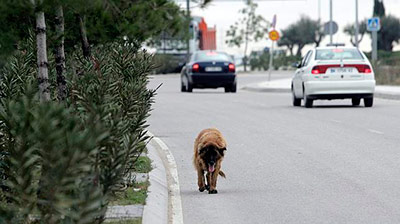 perro-carretera