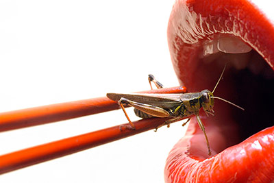 insectos