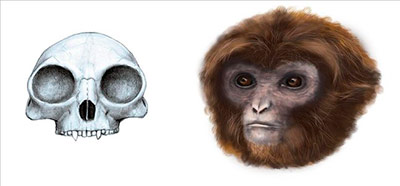 primate-catalan