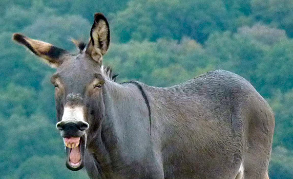 burro