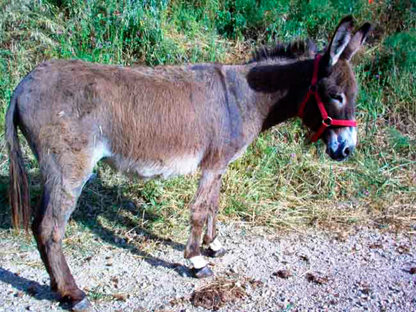 burra