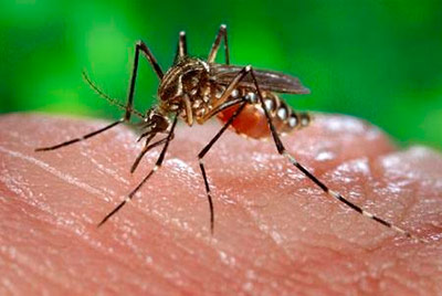 zika