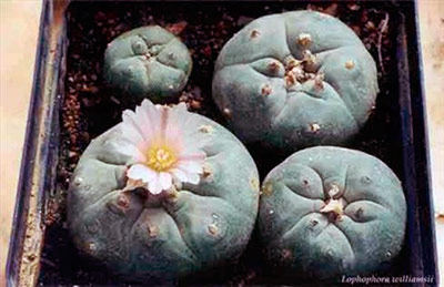 peyote