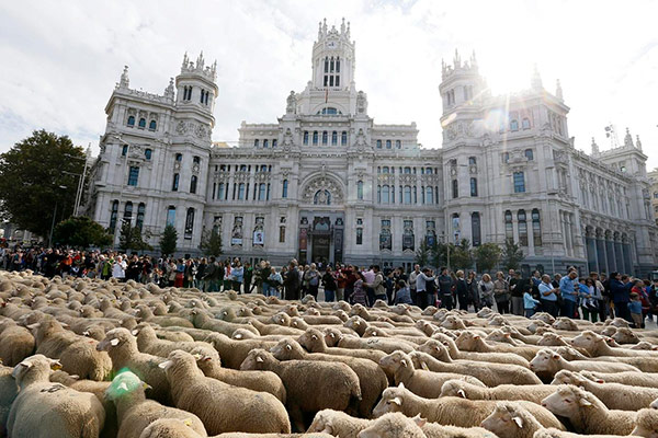 ovejas-madrid