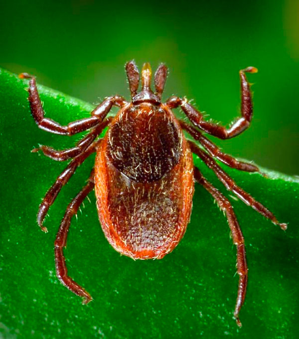 garrapata