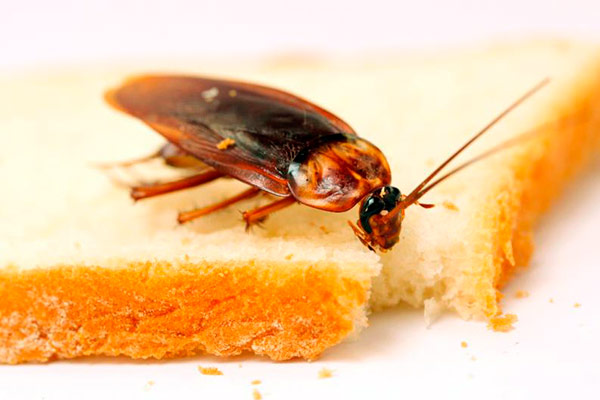Cucaracha. Foto: Focal.Point | Istock | Thinkstock cucaracha