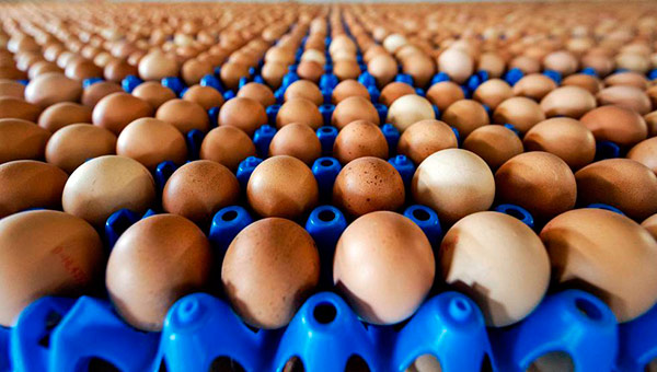 huevos