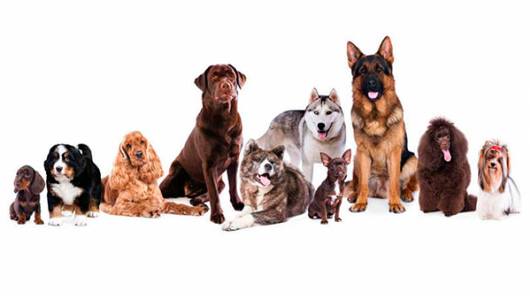 perros