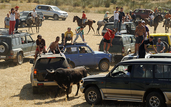 toros-campo