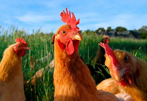 gallinas