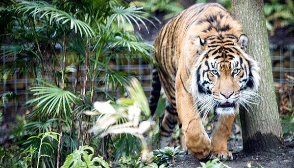 tigre-zoo
