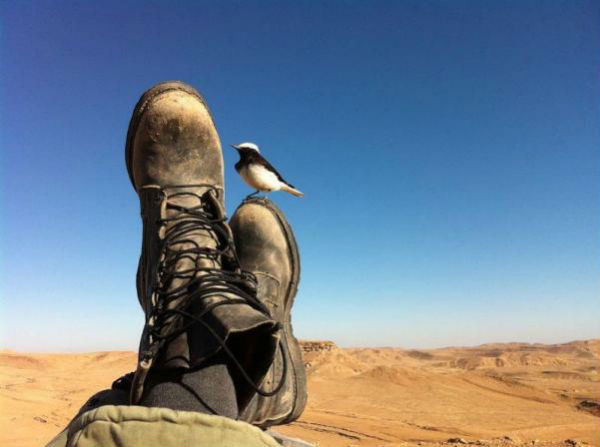 pies-desierto-pajaro