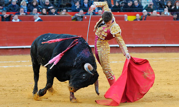toros