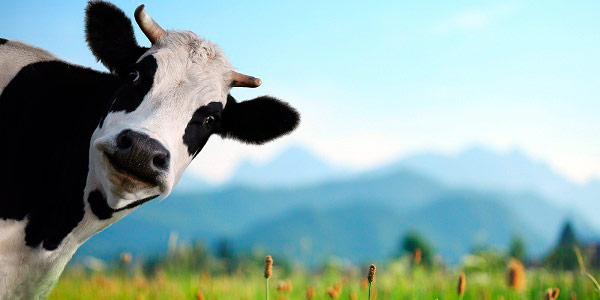 vaca