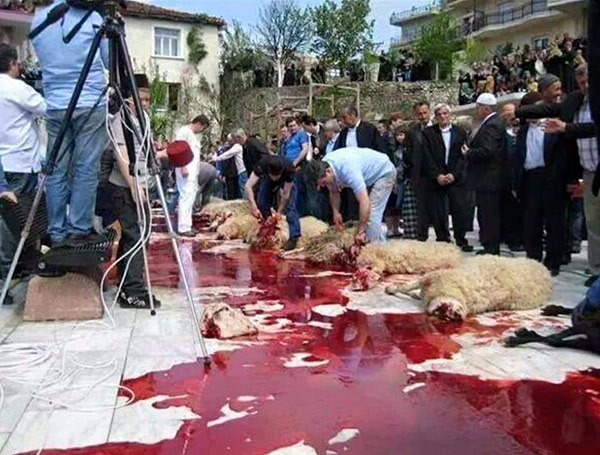 matanza corderos