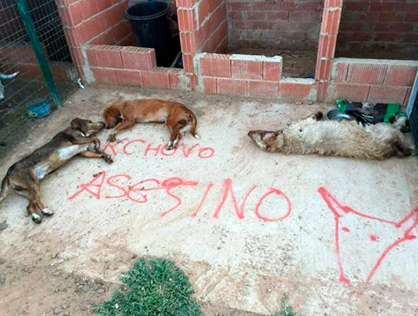 toro-de-la-vega-perros-asesinados
