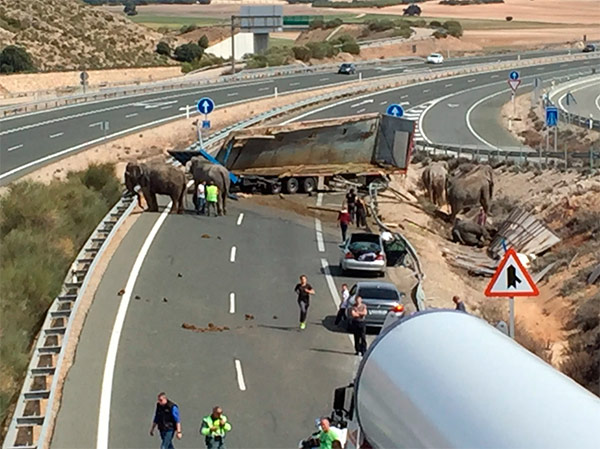 elefantes-albacete
