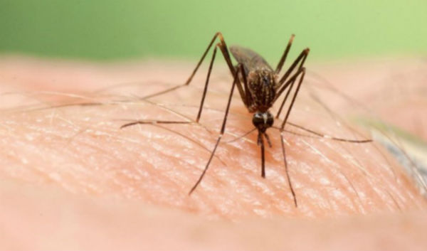 mosquito