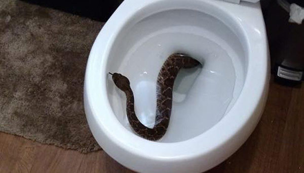 serpiente vater