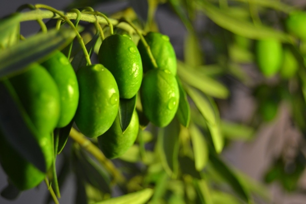 aceitunas olivas aceite