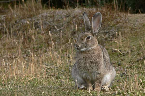conejo