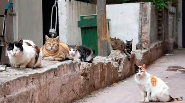 gatos