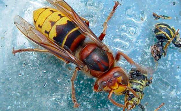 avispa asiatica