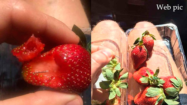 fresas agujas