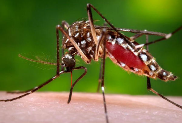 mosquito dengue