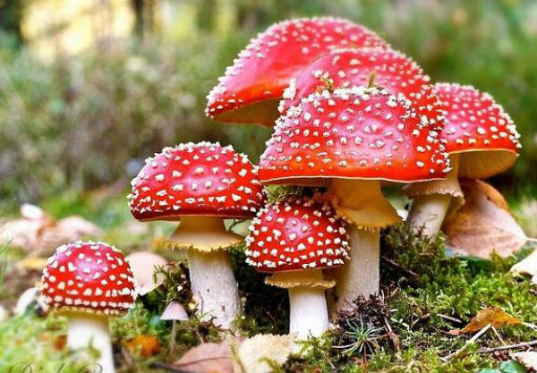 amanita