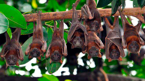 murcielagos