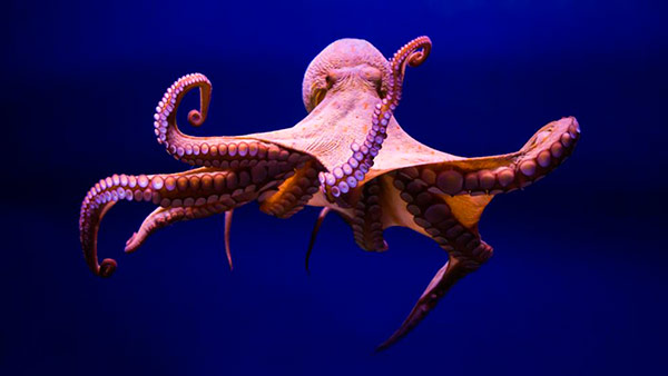 pulpo