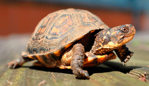 tortuga