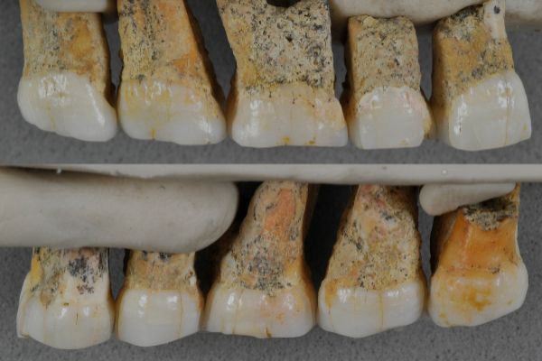 homo luzonensis