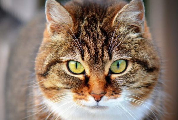 gata