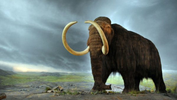 mamut