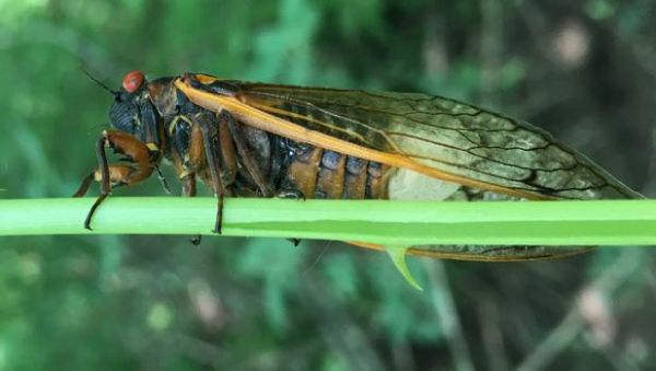 cigarras