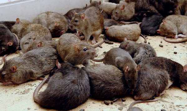 ratas