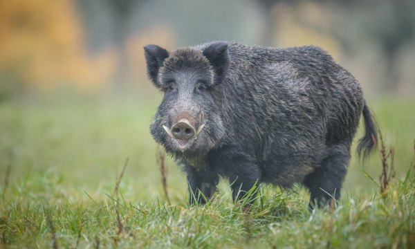 jabali