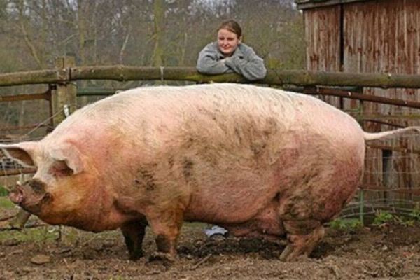 cerdo gigante