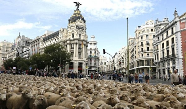 ovejas madrid